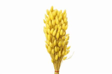 Dried Lagurus X5 Yellow Bunch