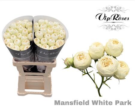R Tr Mansfield White Park
