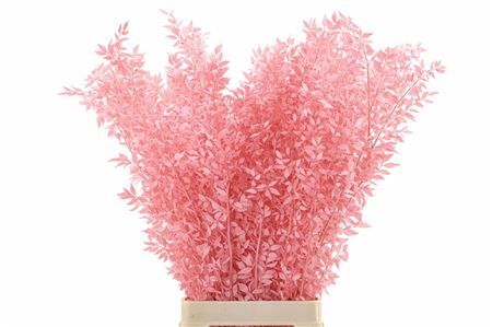 Pres Ruscus Lightpink P Stem