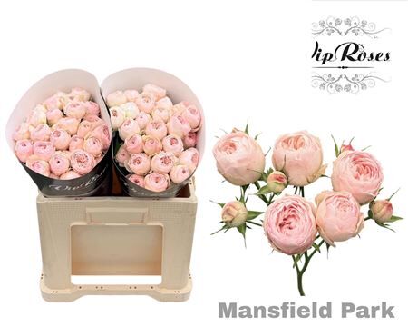 R Tr Mansfield Park 577