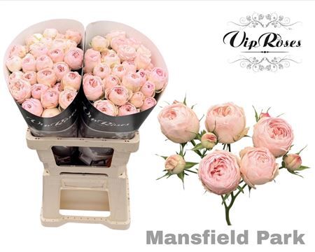 R Tr Mansfield Park