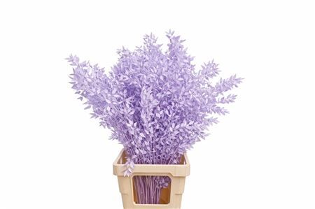 Pres Ruscus Milka P Stem