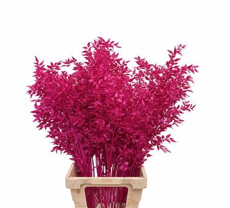 Pres Ruscus Cerise P Stem
