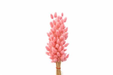 Dried Lagurus X5 Bl Light Pink Bunch