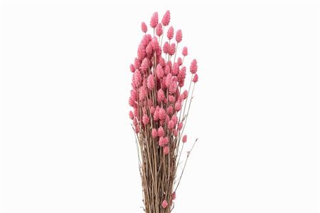 Dried Phalaris X5 Frosted L. Pink Bunch