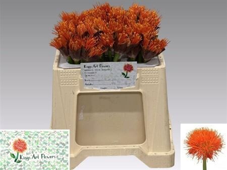 Scadoxus M King Of Orange