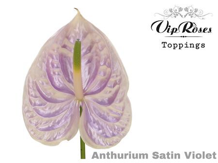 Ant A Satin Violet