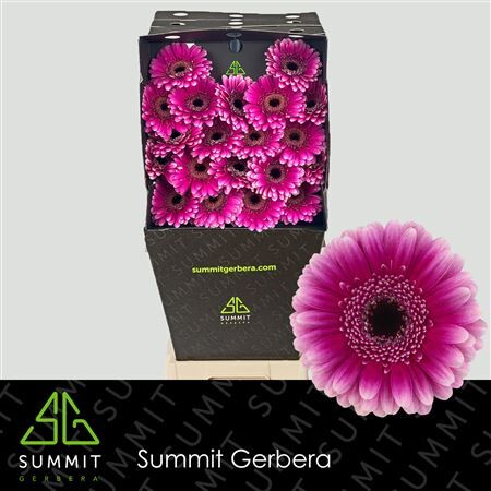 Ge Mi Design Diamond