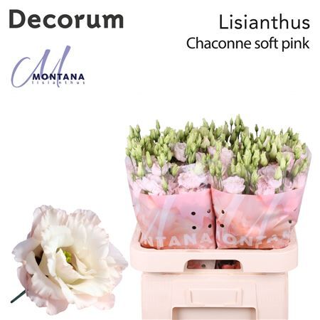 Eus G Chac Soft Pink