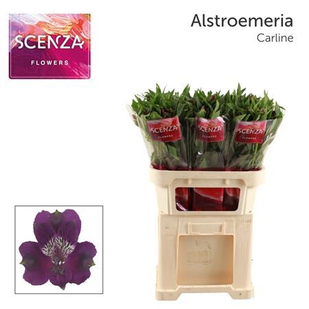 Alstr Carline