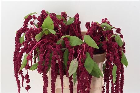 Amar Ca Red Cord