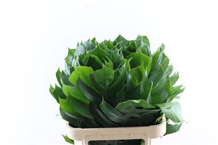 Monstera Epipremnum Leaf