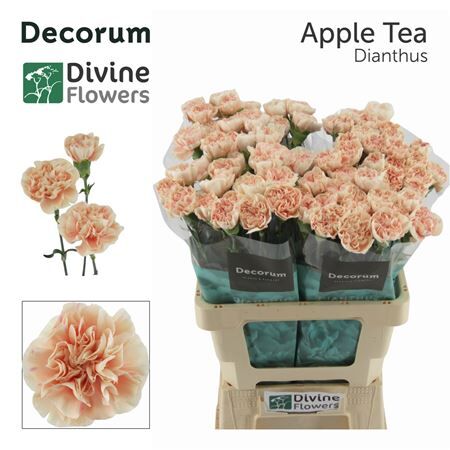 Di St Nl Apple Tea