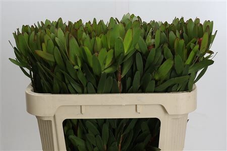 Leucadendron Goldstrike