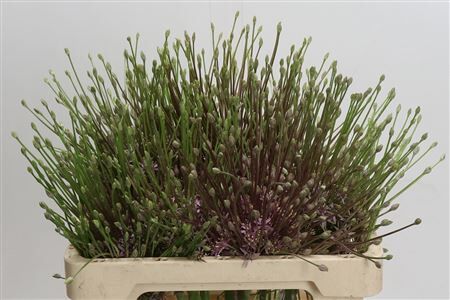 Allium Schubertii