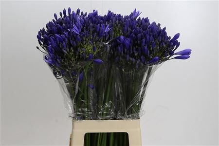 Agap Eyfori Blue