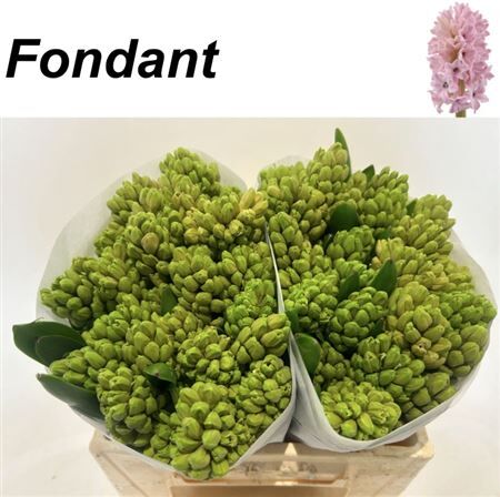 Hyac Fondant