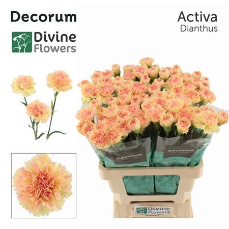 Di St Nl Activa