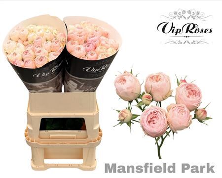 R Tr Mansfield Park