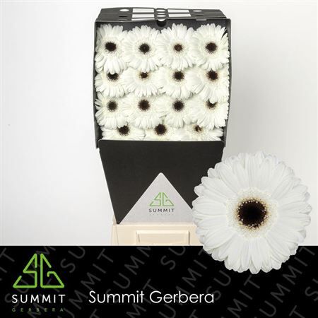 Ge Gr White House Diamond