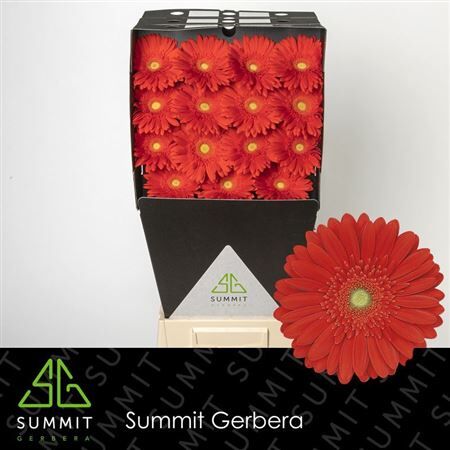 Ge Gr Red Explosion Diamond