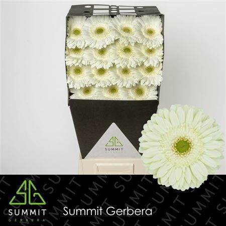Ge Gr Mint Diamond