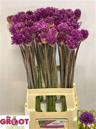 Allium Purple Sens