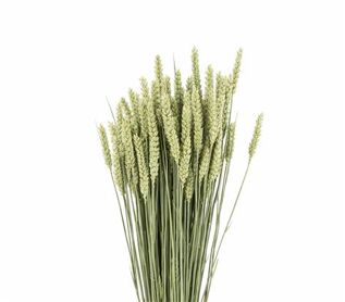 Dried Triticum (tarwe) Natural Bunch