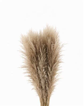 Cortaderia Naturel Dried P Stem