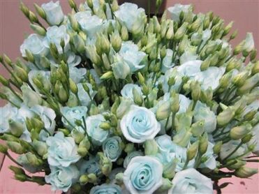 Eust G Rosi G Sweet Blauw