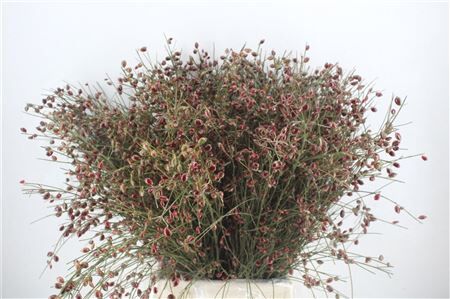 Ginster Berry Red P Bunch