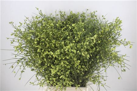 Ginster Berry Green P Bunch