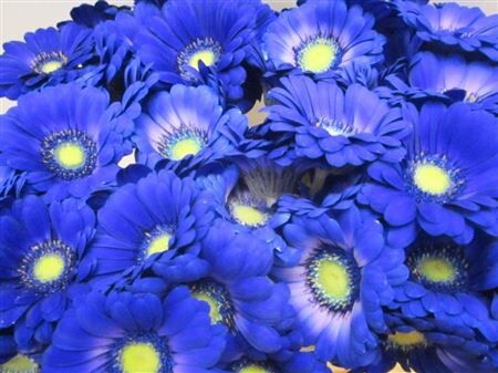 Ge Mi G Blauw