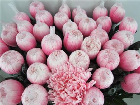 Chr G Antonov Pastel Pink