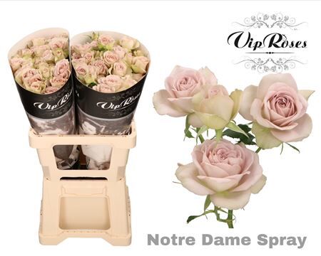 R Tr Notre Dame