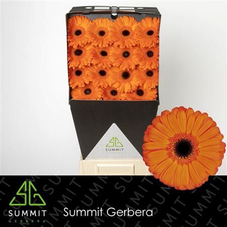 Ge Gr Applause Diamond
