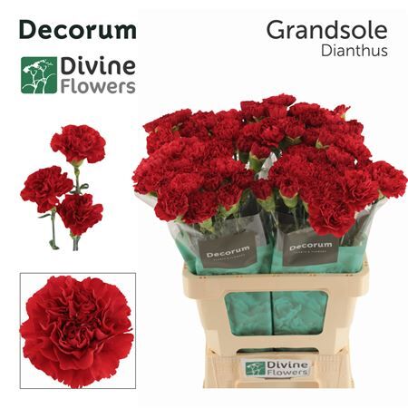 Di St Nl Grandsole