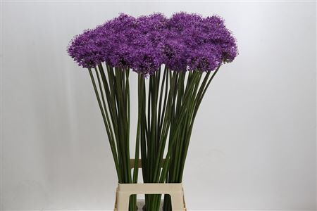 Allium Gladiator