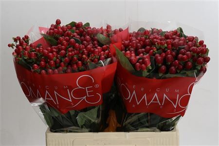 Hyp True Romance