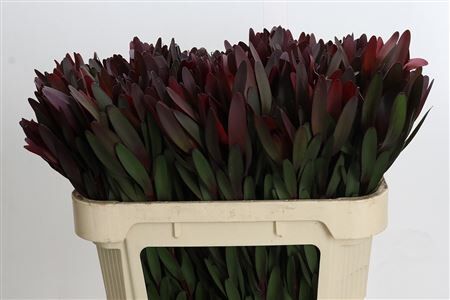 Leucadendron Saf Sunset Dark R.