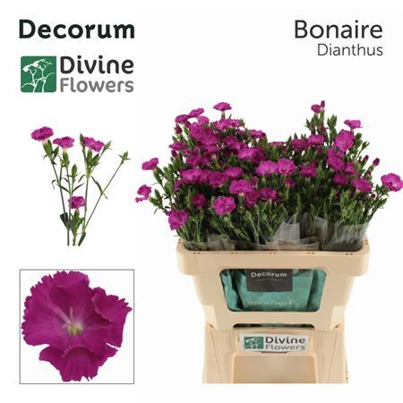 Di Nl Raffine Bonaire