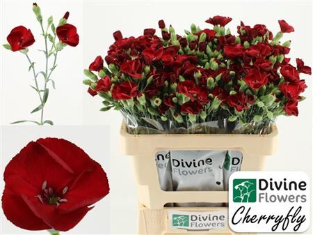 Di Te Nl Soland Cherryfly