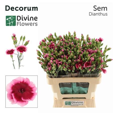 Di Te Nl Solomio Sem