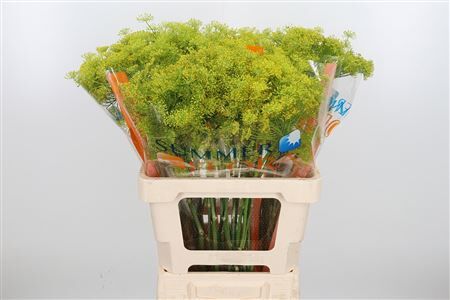 Anet Graveolens