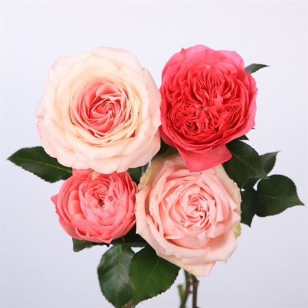Rosa Garden Mix