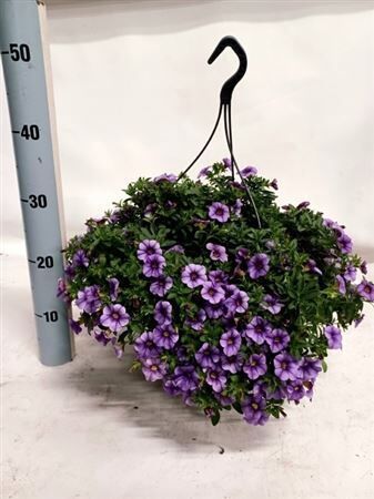 Calibrachoa Minif Lavender