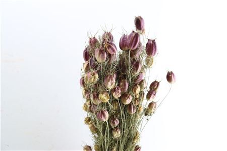 Dried Nigella Natural Bunch