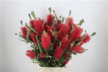 Callistemon P Bunch