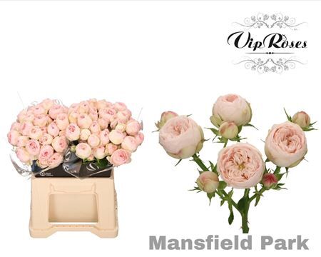R Tr Mansfield Park X20