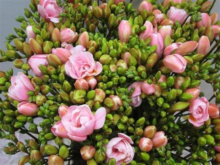 Fr Du Pastel Pink